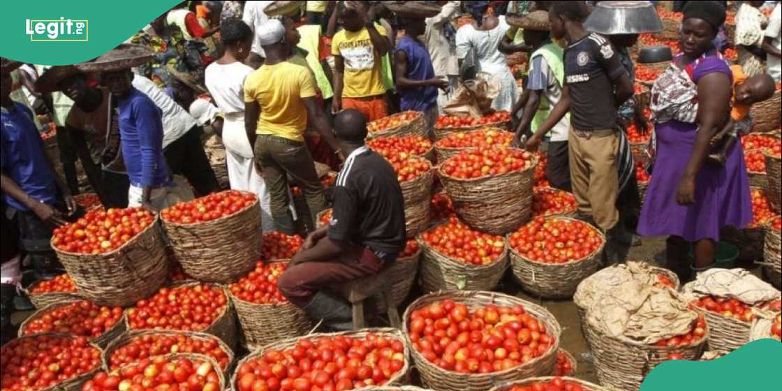 Tomato prices fall drastically