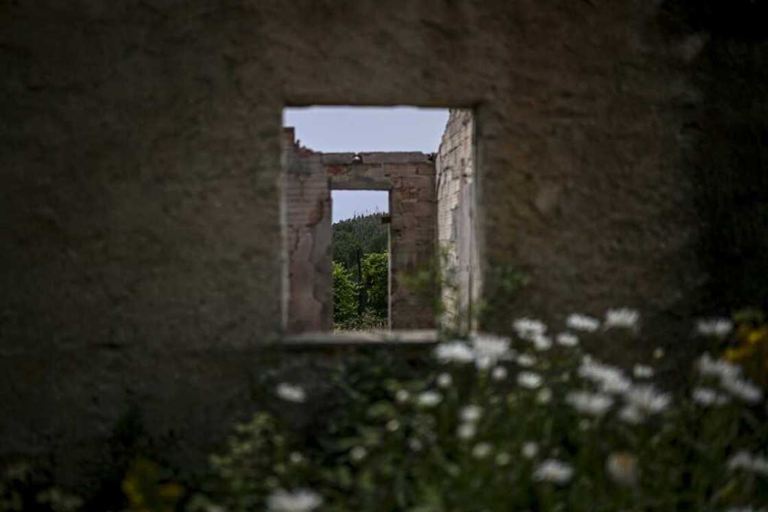 Vegetation is gradually overtaking houses abandoned in the fire Vegetation is gradually overtaking houses abandoned in the fire