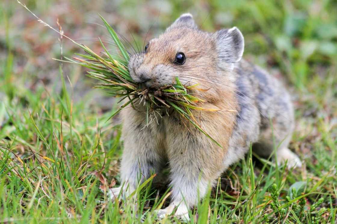 rarest animals rarest animals