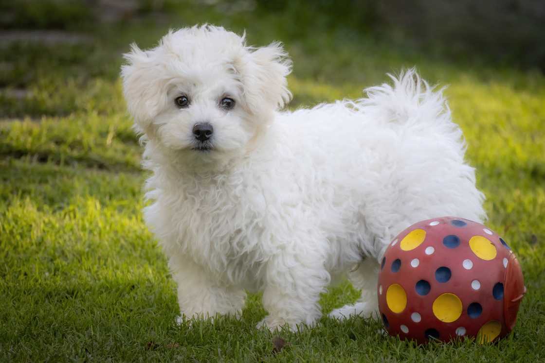 Bichon frise puppy fluffy white dog