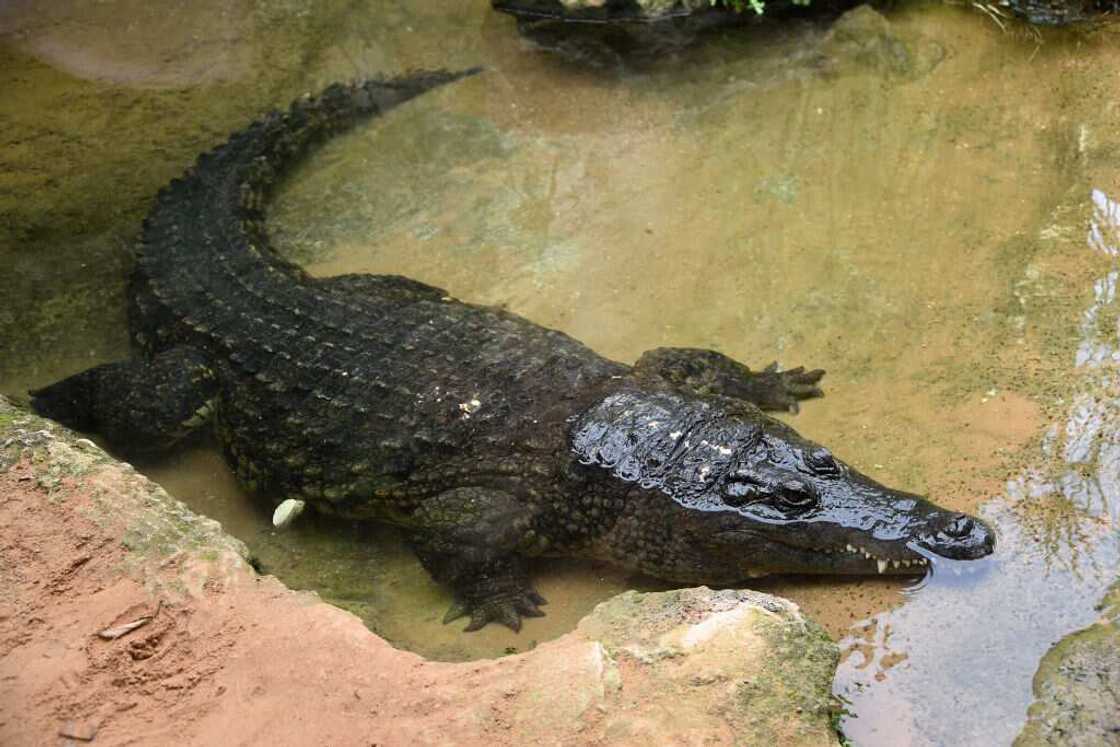 Scary animals Scary animals