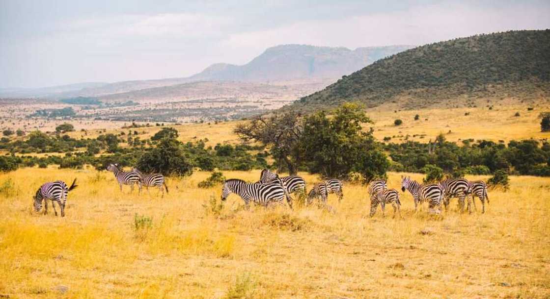 Safari with Xiaomi Winners Experience the Iconic African Wilderness the Maasai Mara Safari with Xiaomi Winners Experience the Iconic African Wilderness the Maasai Mara