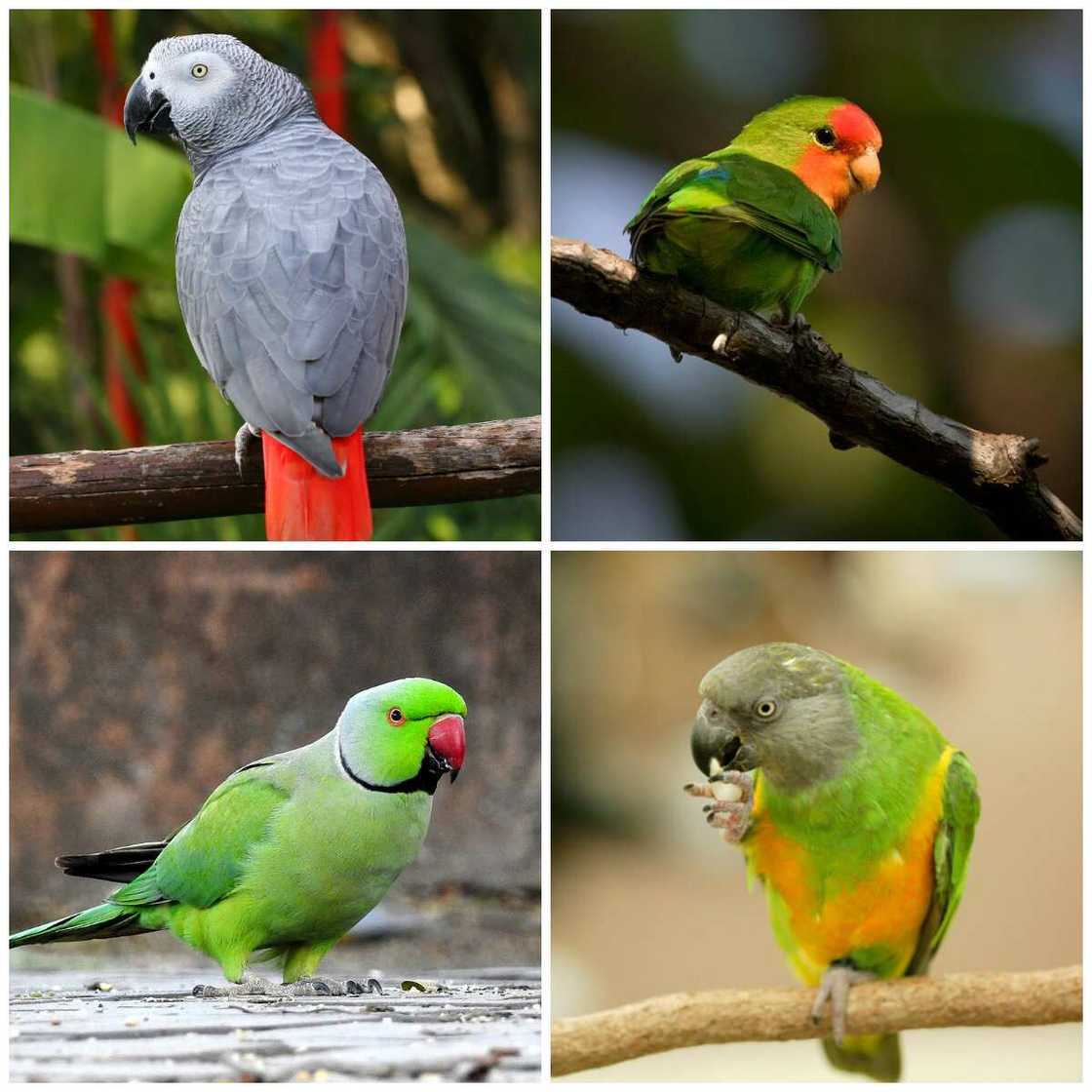 Psittaciformes types Psittaciformes types