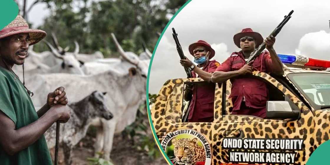 Herdsman clash with Amotekun forces in Ondo state Herdsman clash with Amotekun forces in Ondo state