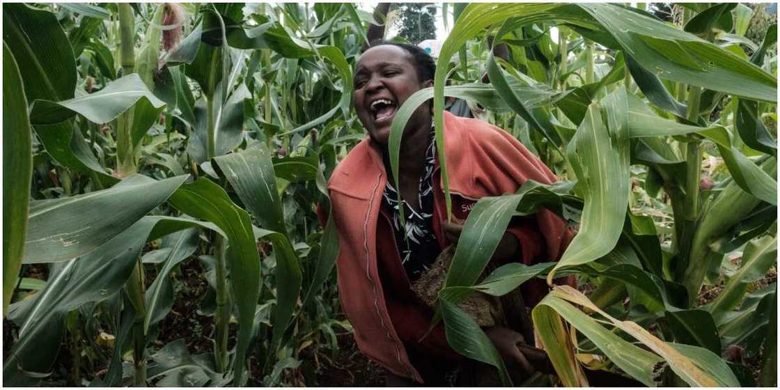 Kenyan Farmers are now buying and selling farm items with cryptocurrency, Safaru Kenyan Farmers are now buying and selling farm items with cryptocurrency, Safaru