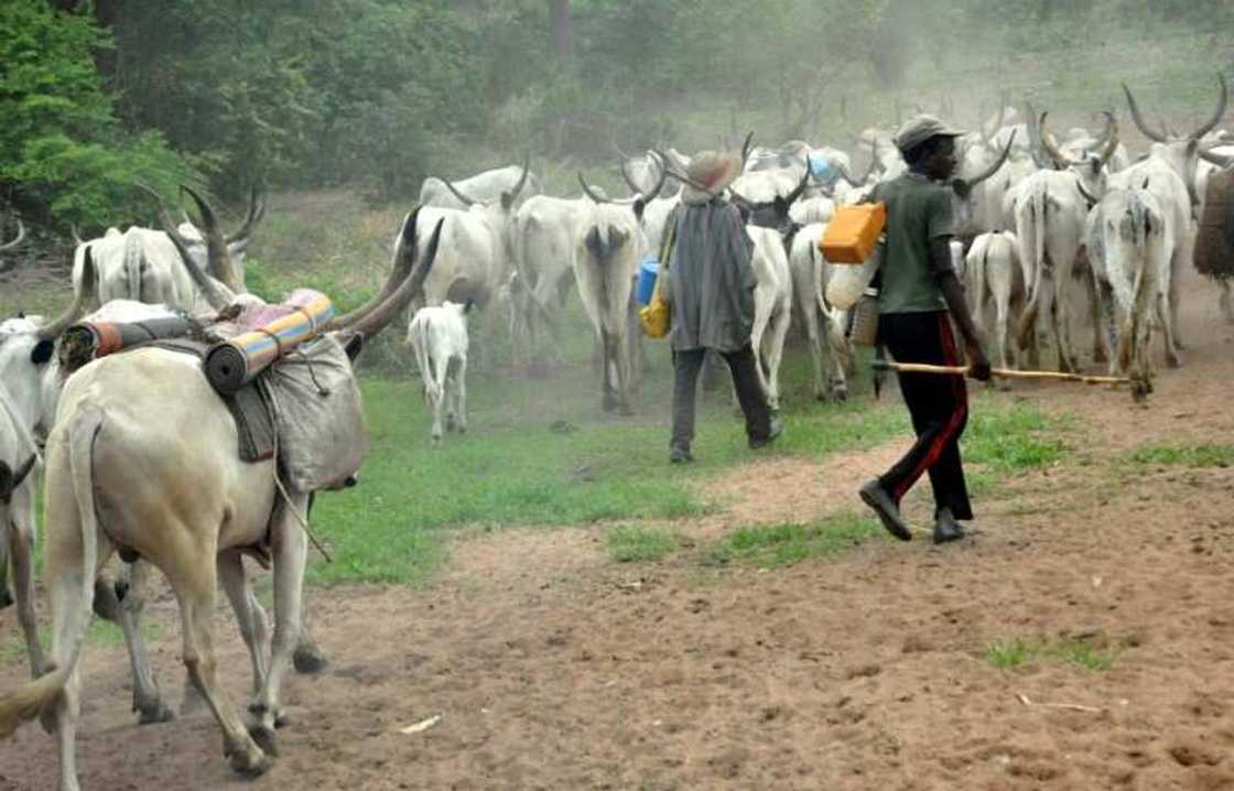 Fulani na da 'yancin zama a Ondo, in ji sarakunan gargajiya a Ondo