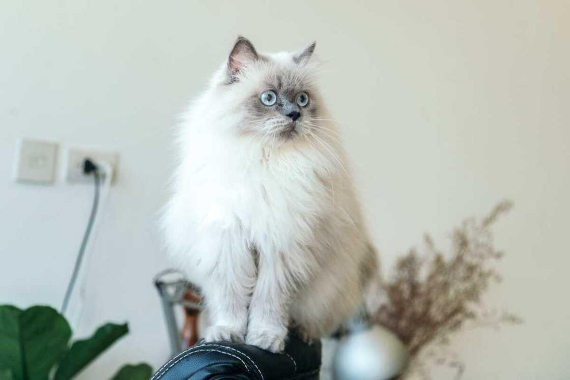 most expensive cat breeds