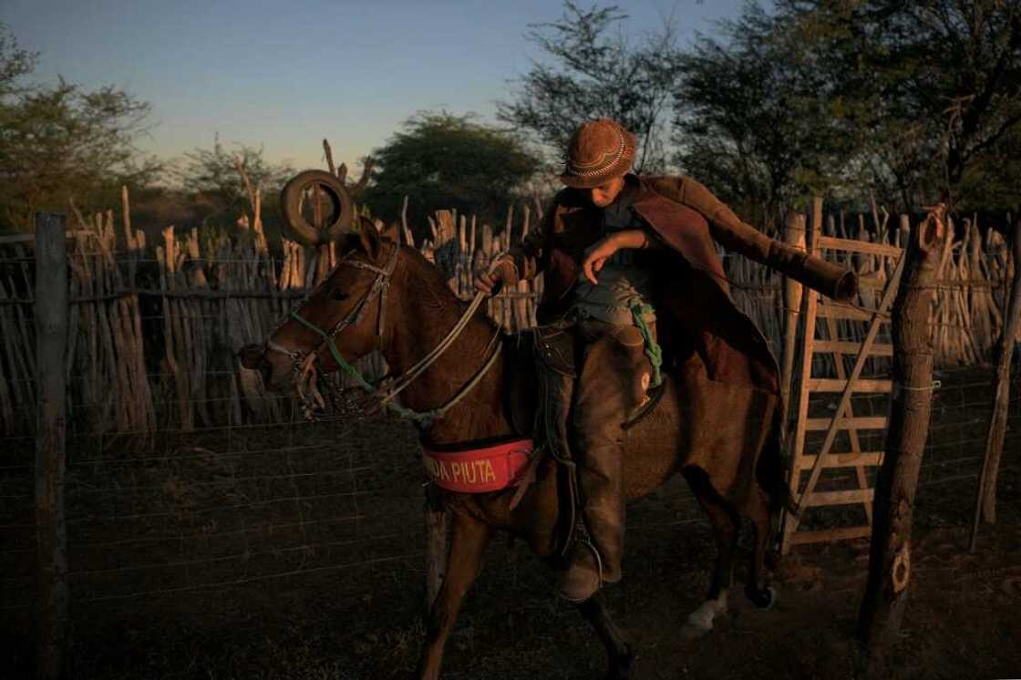 Brazil's semi-arid Sertao region is home to a unique rodeo tradition known as "Pega de Boi no Mato" -- which roughly translates as the "Grab the Bull Bush Rodeo" Brazil's semi-arid Sertao region is home to a unique rodeo tradition known as "Pega de Boi no Mato" -- which roughly translates as the "Grab the Bull Bush Rodeo"