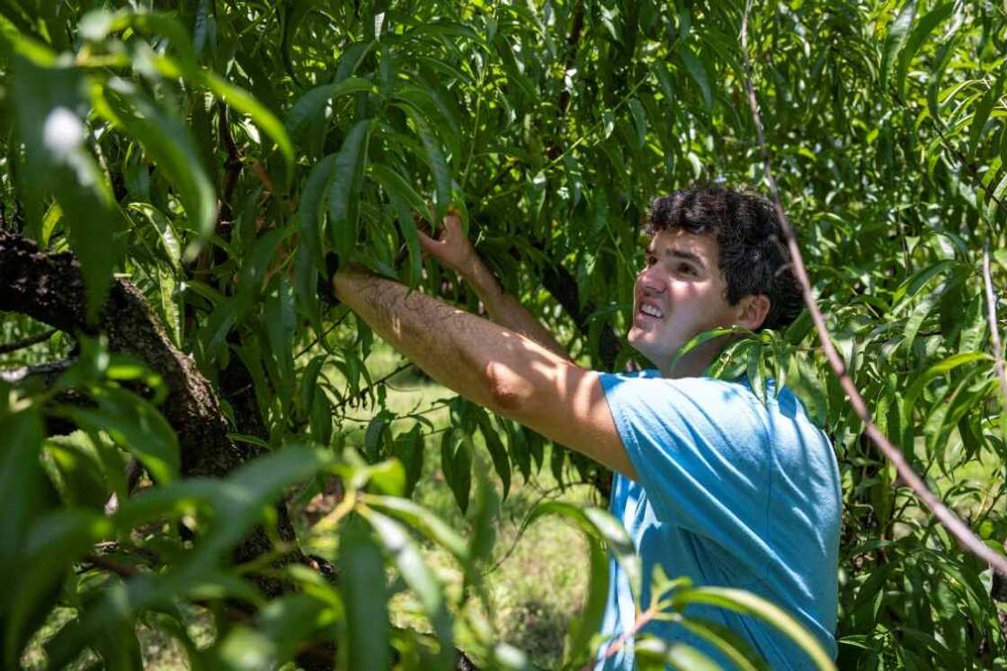 Peach farmer Stuart Gregg at his family farm in Concord, Georgia in July 2023