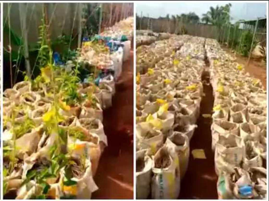 Bidiyon yadda wani dan Najeriya ke noman doya a cikin buhunna ba a gona ba Bidiyon yadda wani dan Najeriya ke noman doya a cikin buhunna ba a gona ba