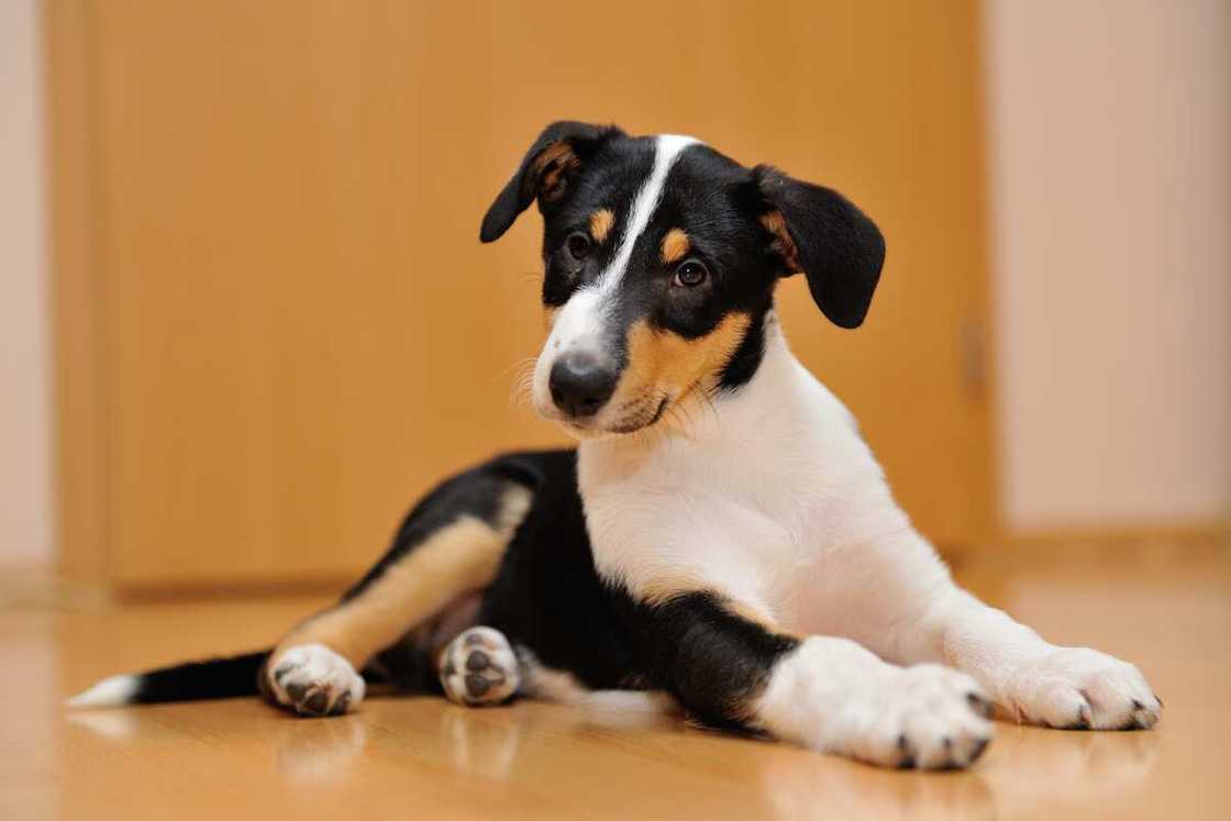 Smooth Collie lying on a wooden floor