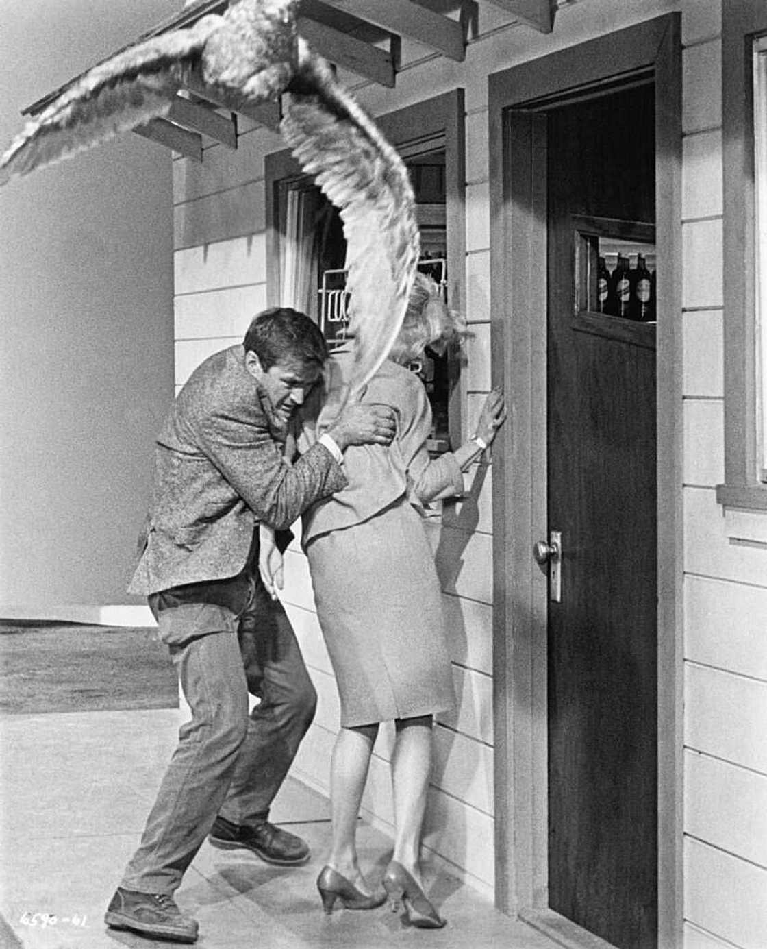 Les oiseaux hitchcock Mitch et Melanie Les oiseaux hitchcock Mitch et Melanie