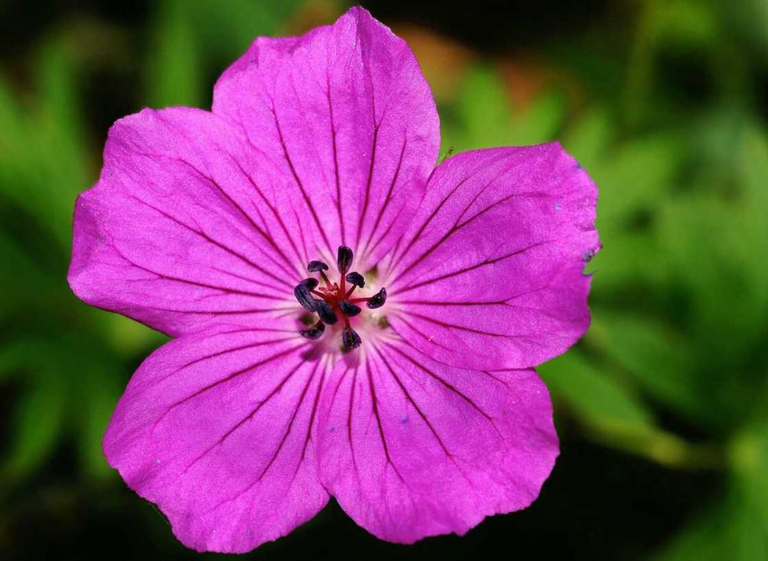 A purple cranesbill geranium flower A purple cranesbill geranium flower