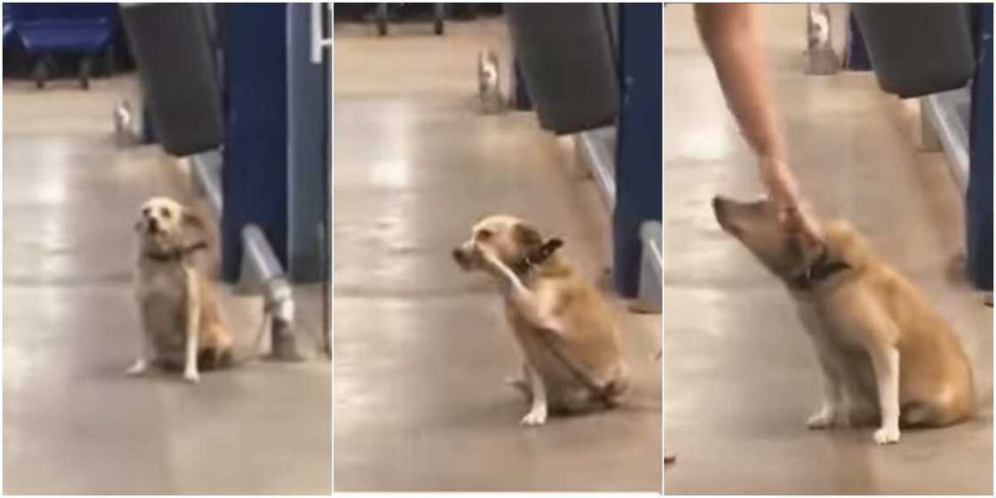 The dog waved at shoppers at a supermarket The dog waved at shoppers at a supermarket