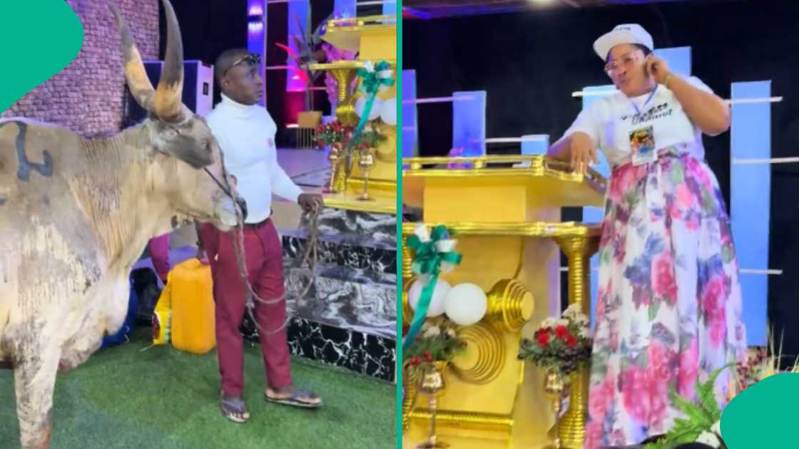 Video as man enters church with live cow to appreciate God