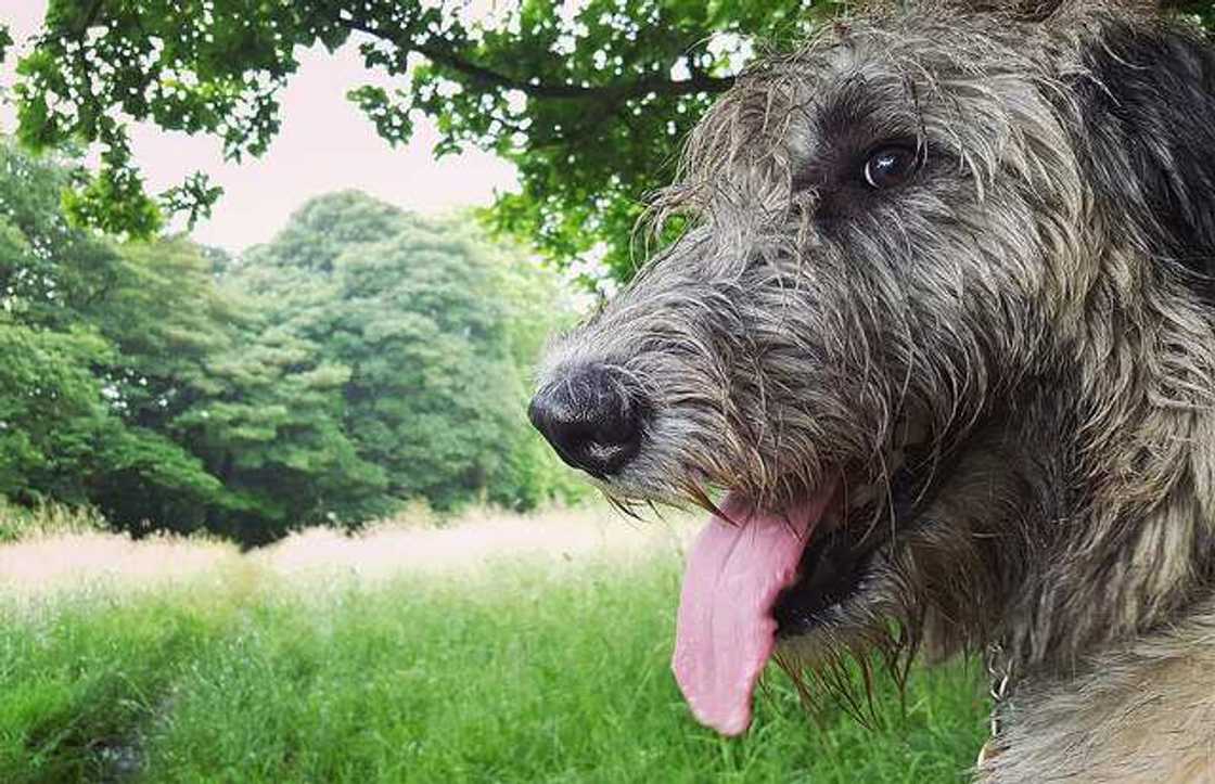 Irish wolfhound Irish wolfhound