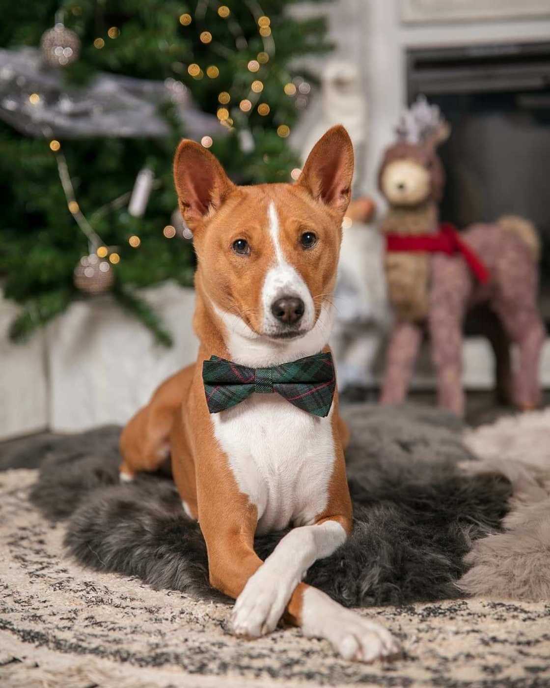 Le Basenji Le Basenji