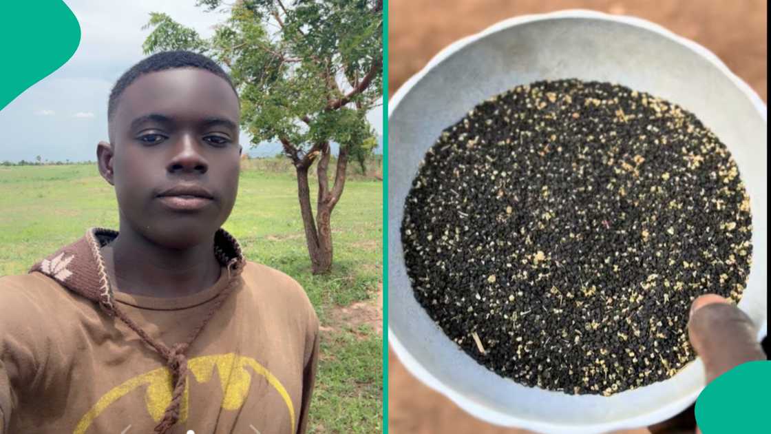 Man displays what onion seeds look like. Man displays what onion seeds look like.