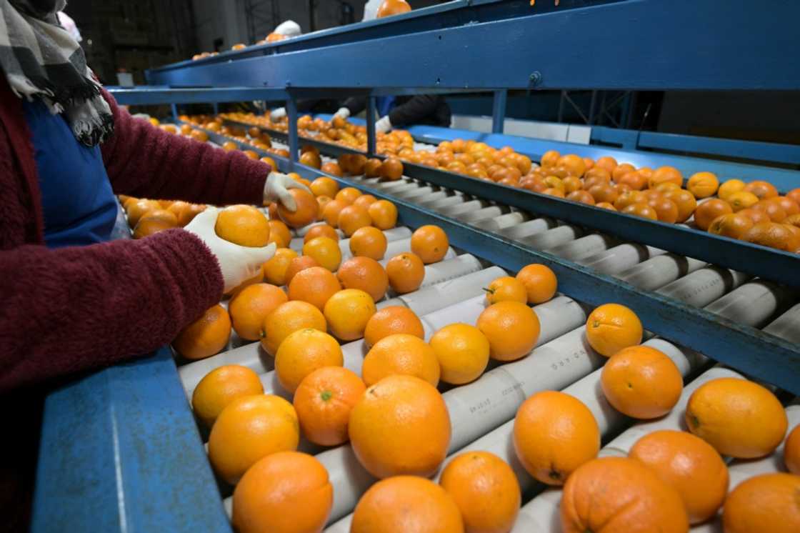 Farmers in Argentina are particularly frustrated by the multiple layers of national, provincial and municipal taxes, including stiff export taxes on meat and cereals Farmers in Argentina are particularly frustrated by the multiple layers of national, provincial and municipal taxes, including stiff export taxes on meat and cereals