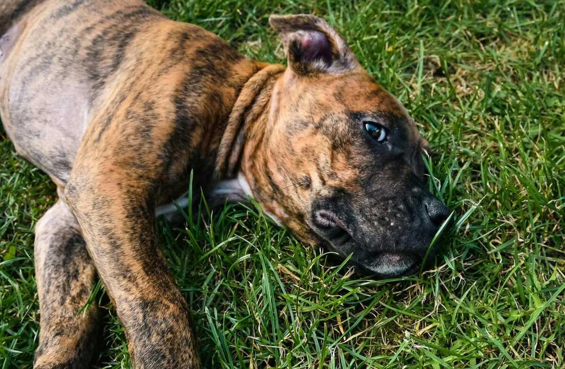 A close-up shot of Presa Canairo lying on the grass