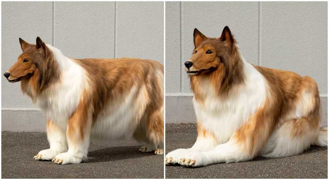 Japanese man named Toko pays N6.2 million to look like a dog. Japanese man named Toko pays N6.2 million to look like a dog.
