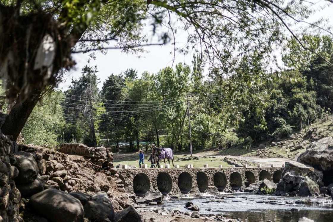 The local ponies are vital for daily transport The local ponies are vital for daily transport