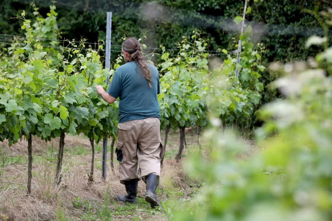 Rows of vines are planted wide apart to maximise sunlight reaching the grapes