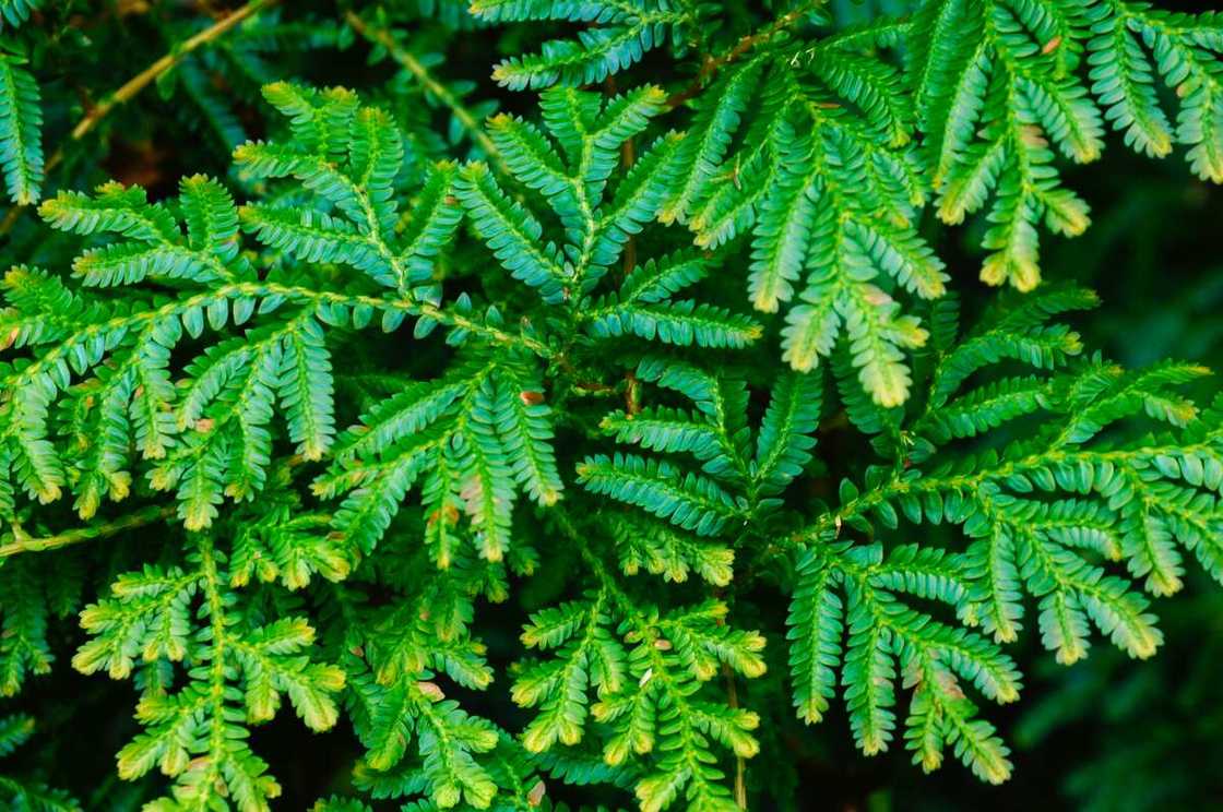 grasses and their botanical names