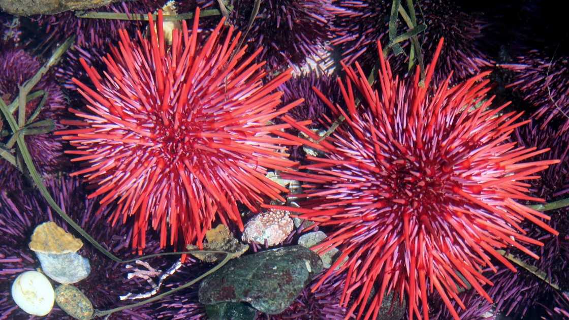 Two Red Sea Urchins on the Washington coast.