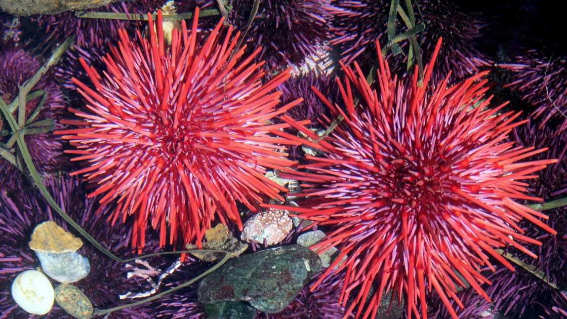 Two Red Sea Urchins on the Washington coast. Two Red Sea Urchins on the Washington coast.
