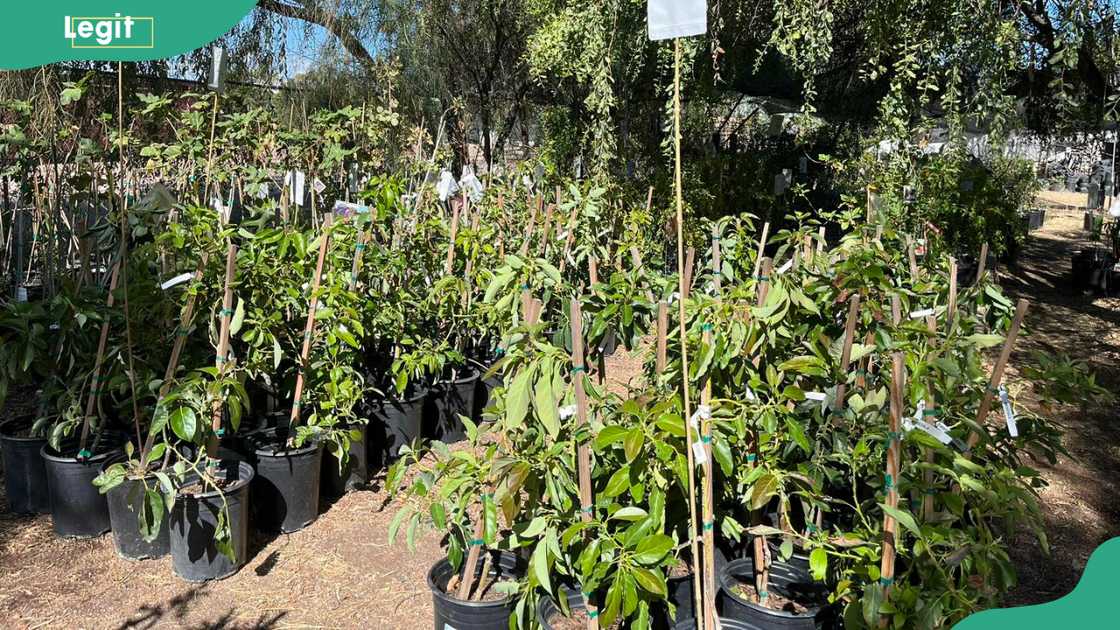 Tree T-Pee farm Tree T-Pee farm
