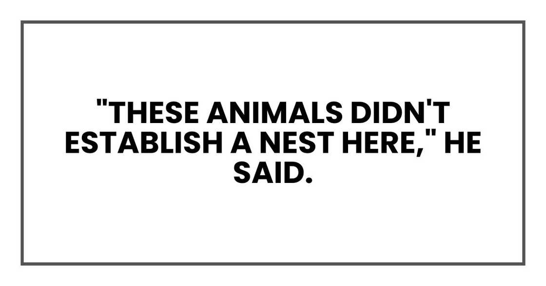 "These animals didn't establish a nest here," he said.