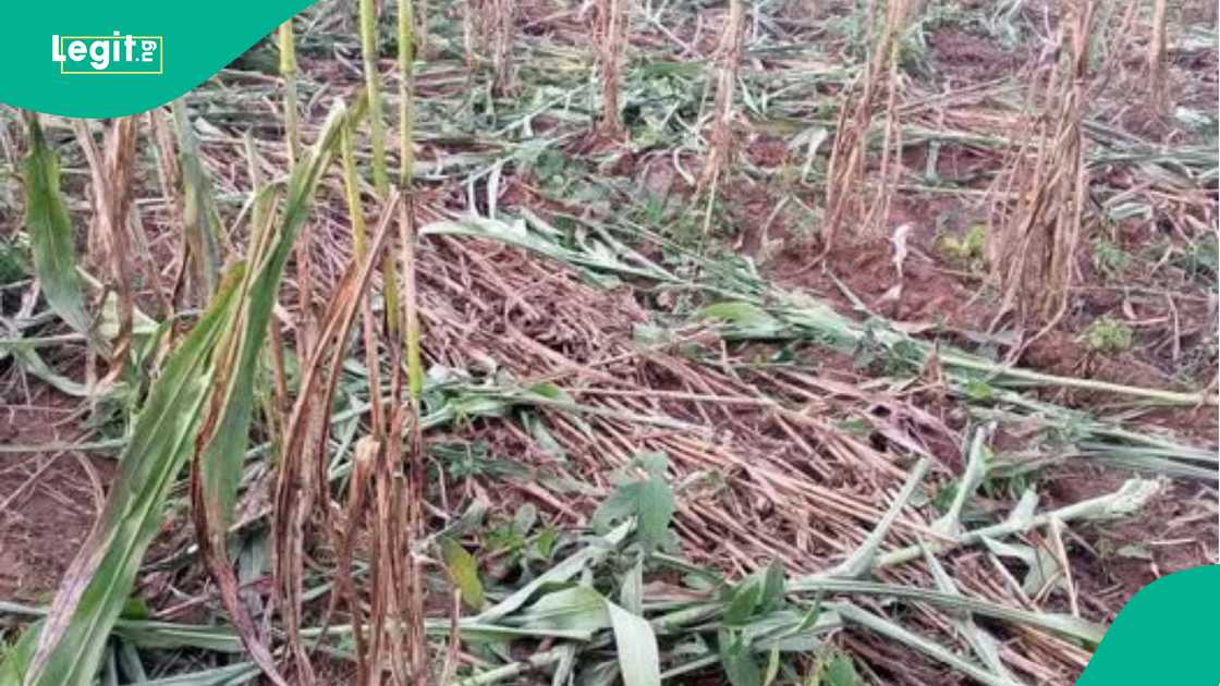 Yadda aka lalata wata gona a Darazo a Bauchi Yadda aka lalata wata gona a Darazo a Bauchi