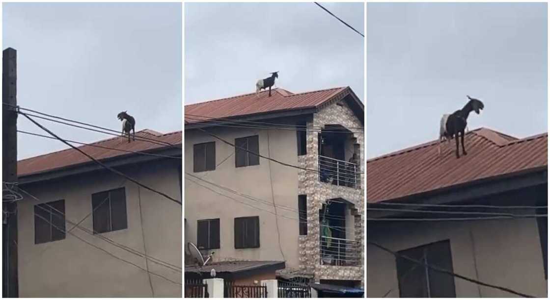 Ram spotted on top roof in Lagos. Ram spotted on top roof in Lagos.