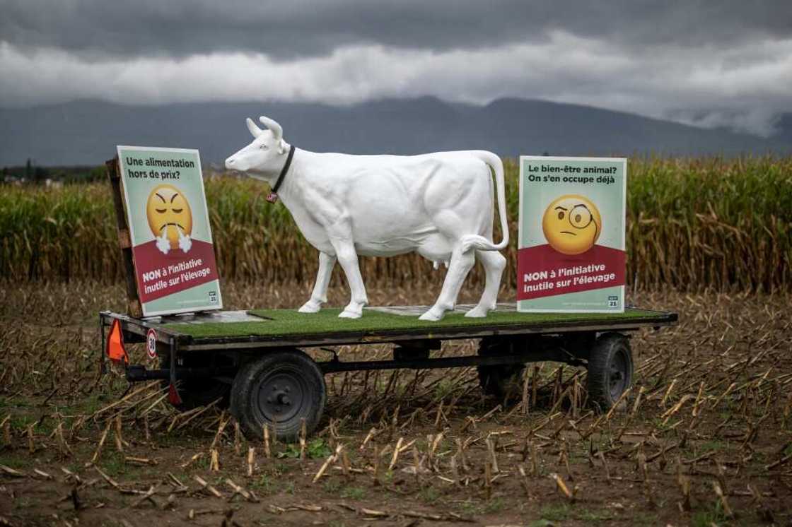 Another hotly debated topic on the ballot is a popular proposal to ban intensive livestock farming