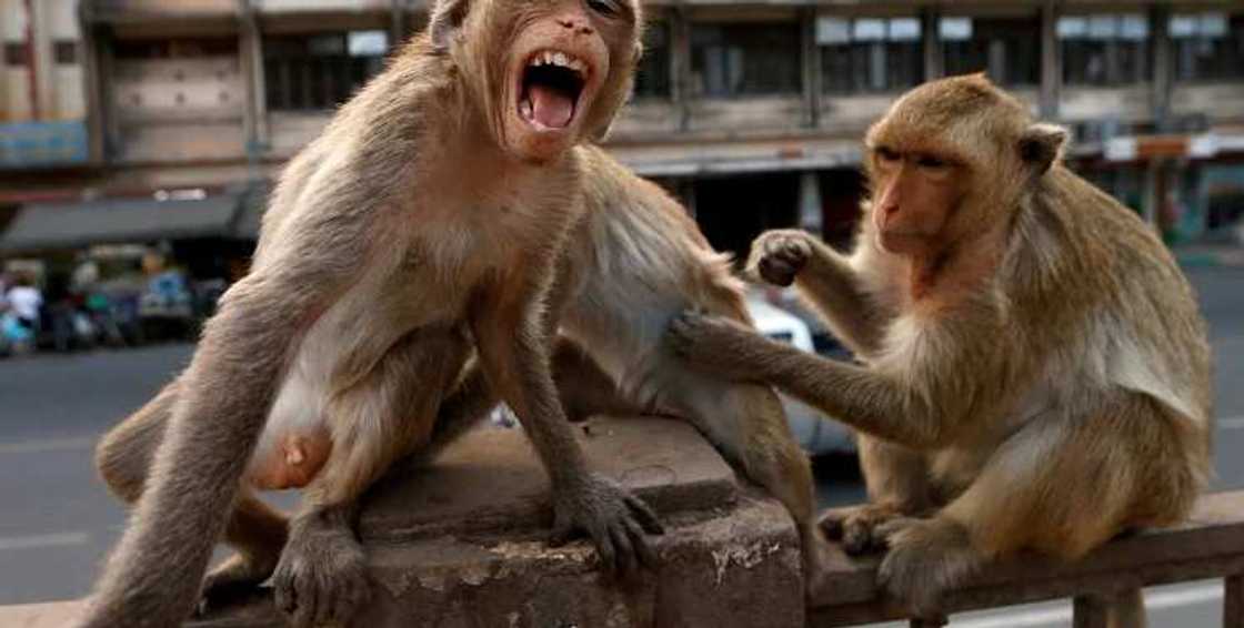 Birai sun gudu da kayan gwajin COVID-19 bayan kai wa ma'aikacin lafiya hari Birai sun gudu da kayan gwajin COVID-19 bayan kai wa ma'aikacin lafiya hari