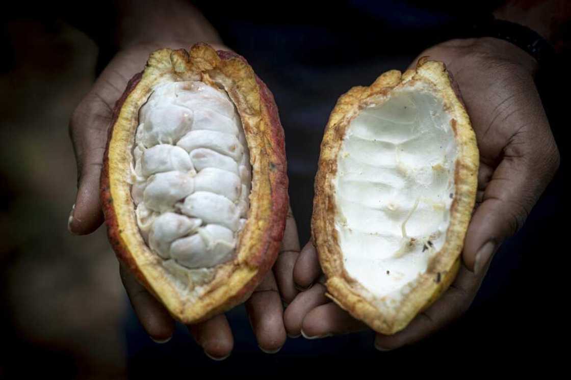 Along with gold and oil, the cocoa industry is a mainstay of Ghana's economy and foreign currency earnings