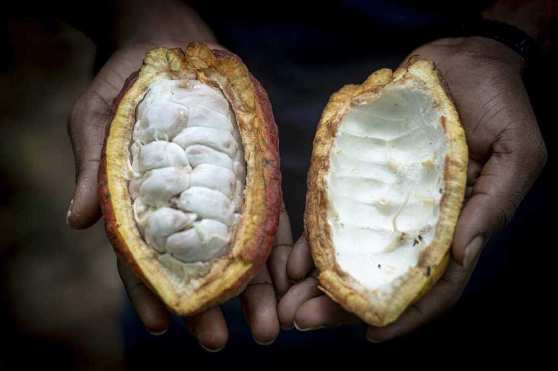 Along with gold and oil, the cocoa industry is a mainstay of Ghana's economy and foreign currency earnings Along with gold and oil, the cocoa industry is a mainstay of Ghana's economy and foreign currency earnings