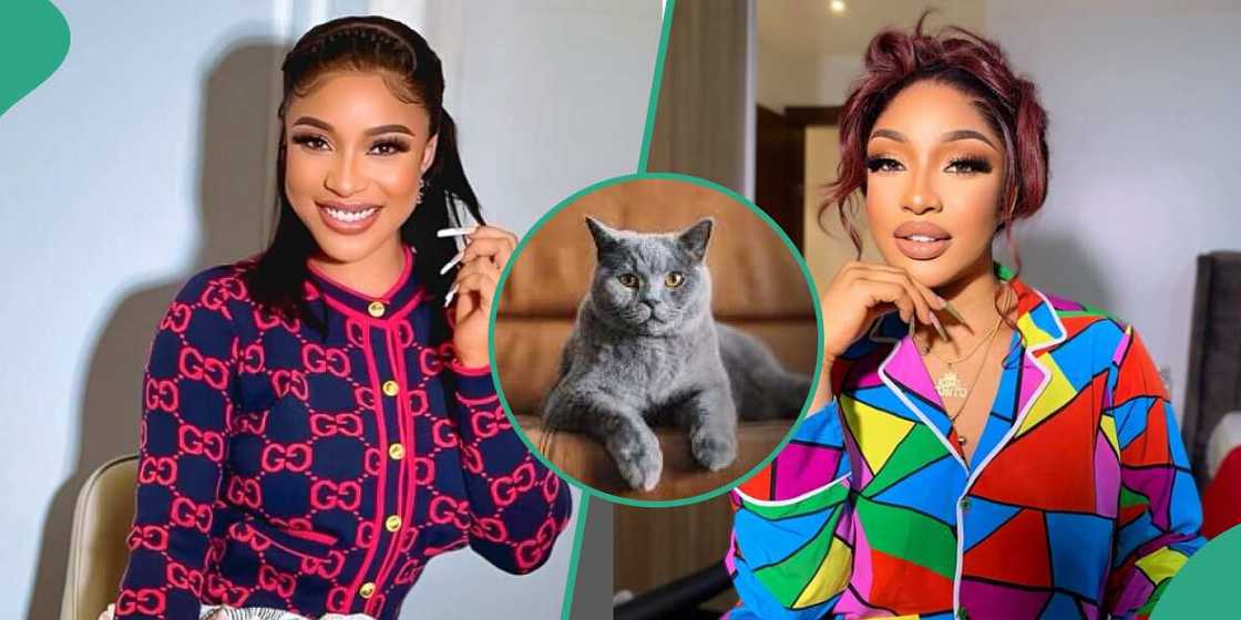 Tonto Dikeh calls out White friend over their dead cat Tonto Dikeh calls out White friend over their dead cat
