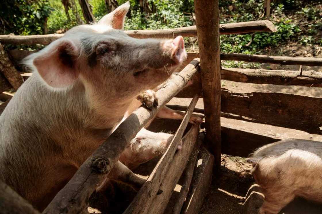 The larvae of the black soldier fly is also used as animal feed The larvae of the black soldier fly is also used as animal feed