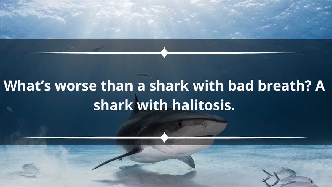 Short shark puns Short shark puns