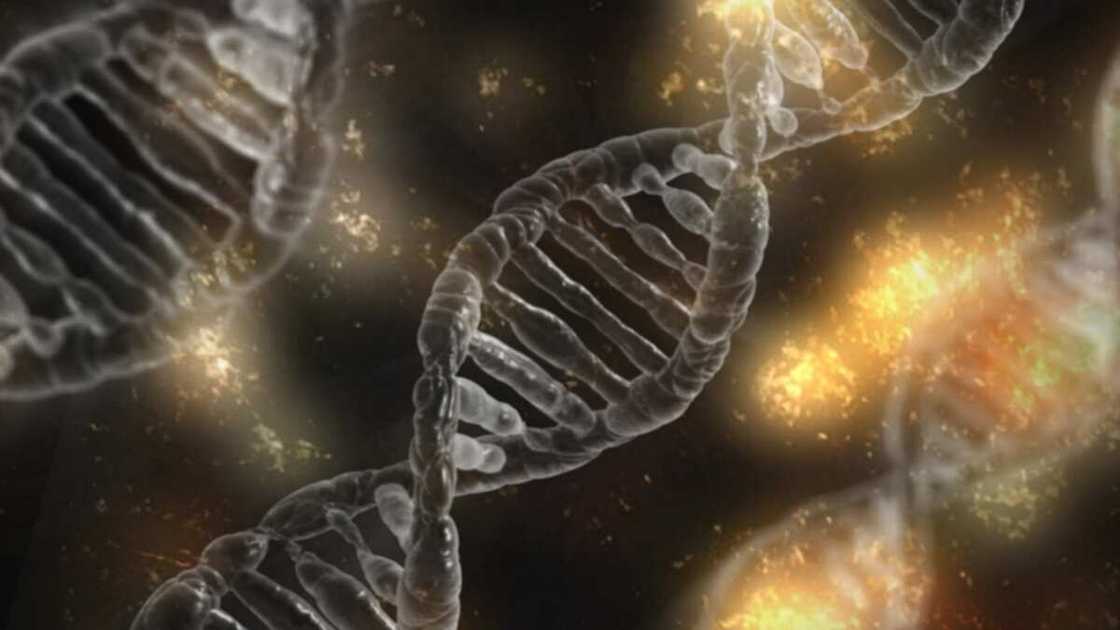 Double Stemcell benefits: are there any? Double Stemcell benefits: are there any?