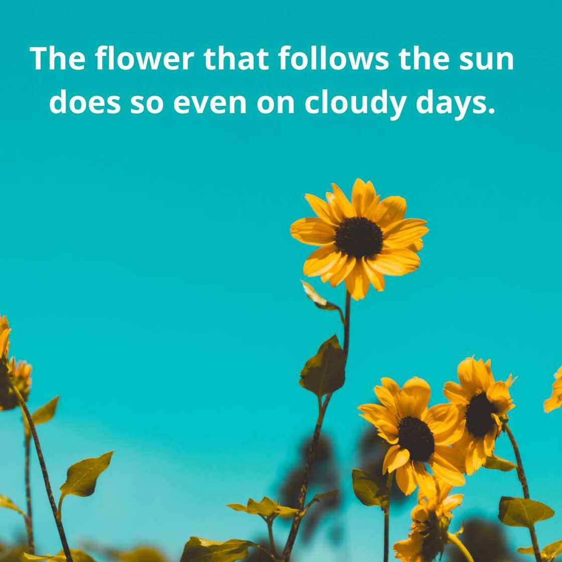 Sunflower sayings Sunflower sayings