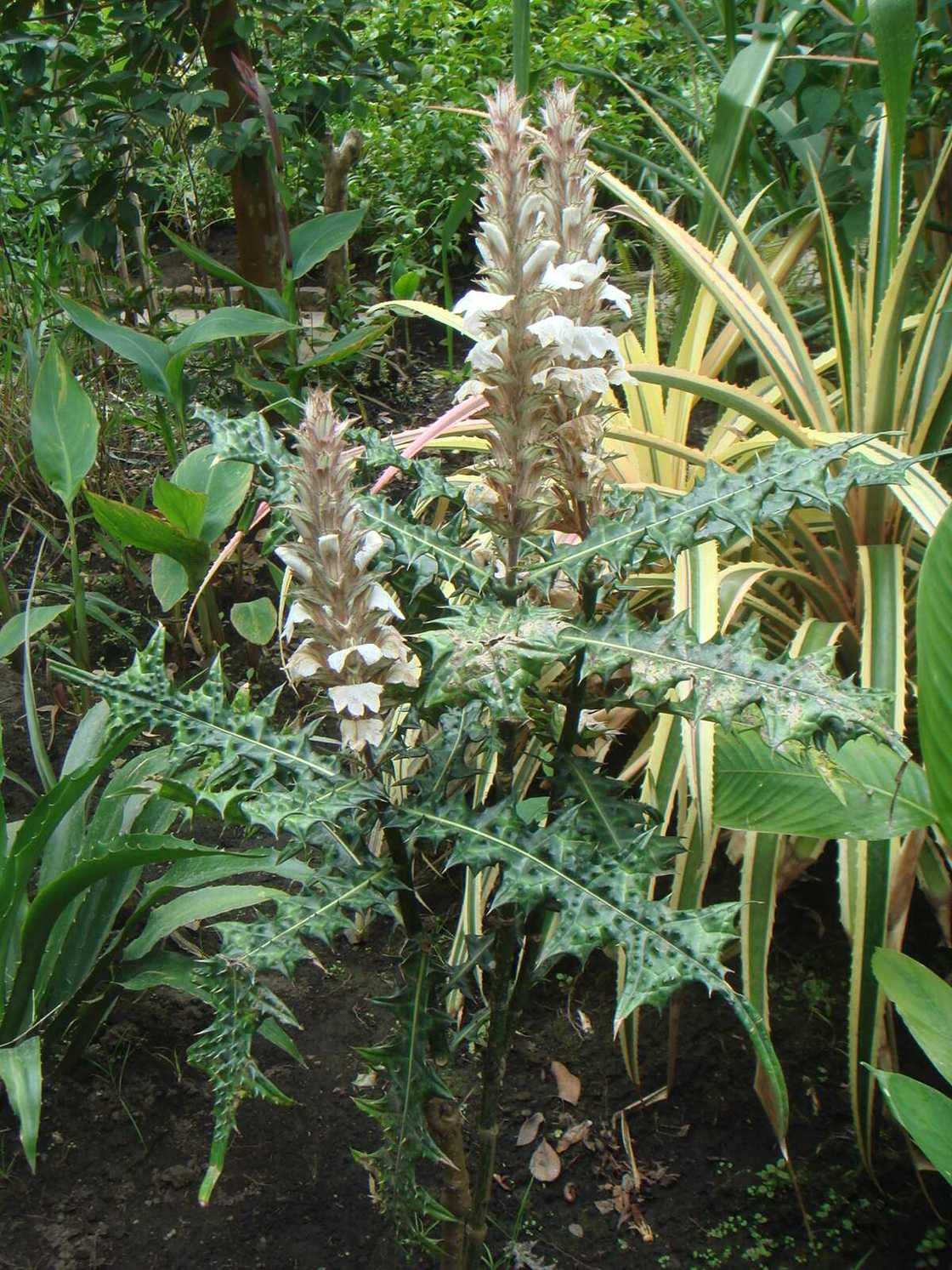 Acanthus montanus Acanthus montanus
