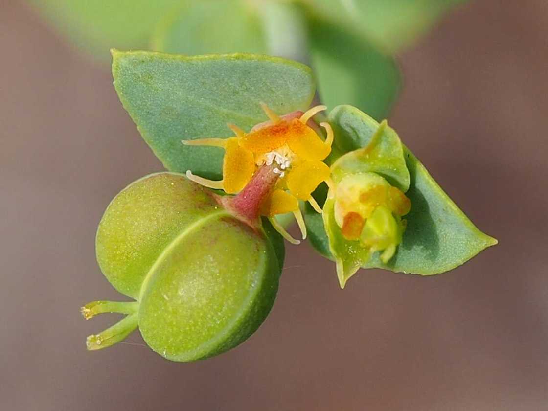 Petty spurge flower Petty spurge flower