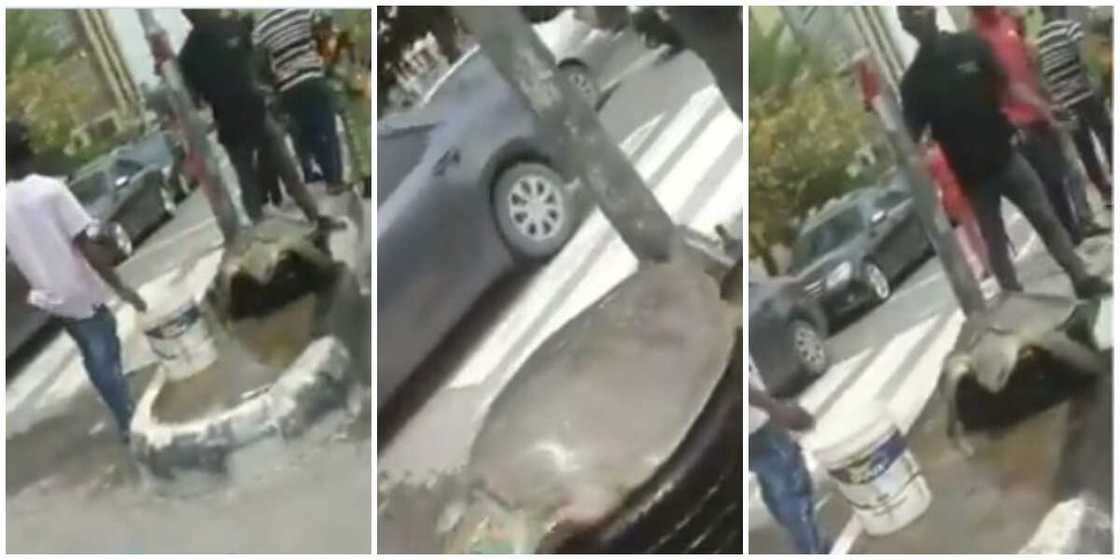 Wow! Giant Turtle Spotted on Lagos Street in Emerging Video Wow! Giant Turtle Spotted on Lagos Street in Emerging Video