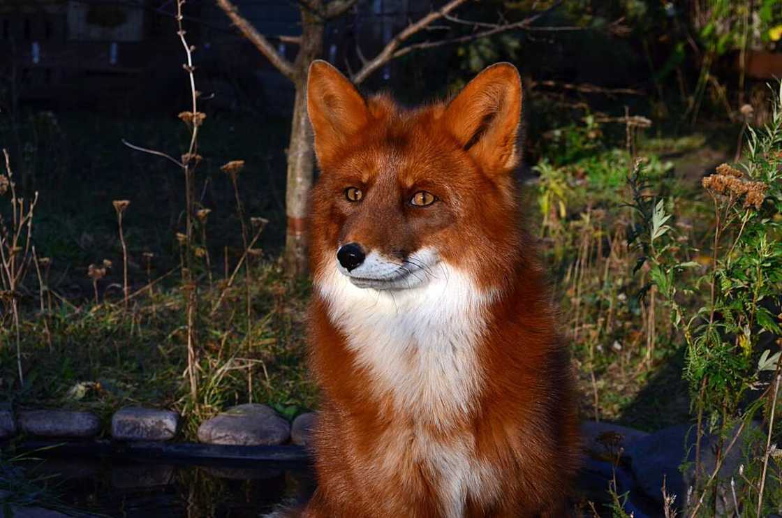 Mythical fox names Mythical fox names