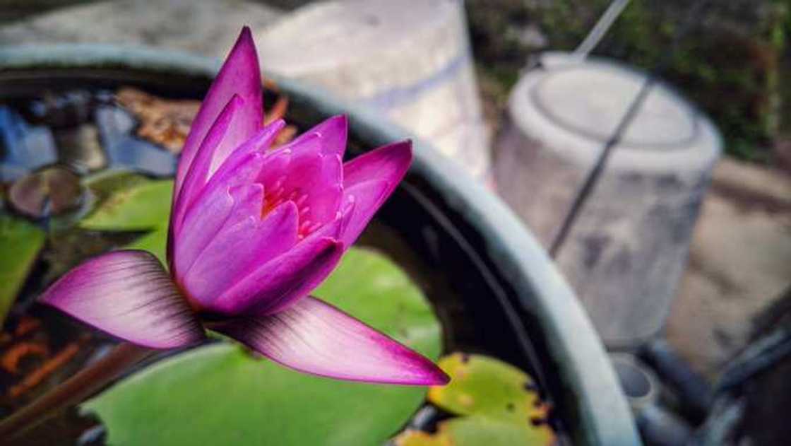 Nokia 5 camera Nokia 5 camera