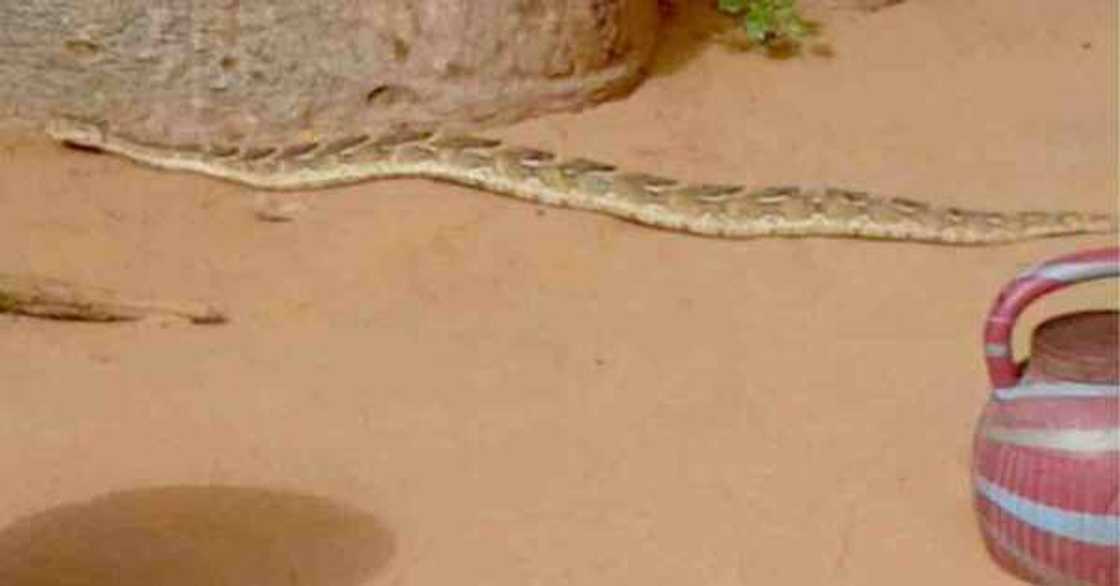 Machina: Gari a arewa da macizai ke kaiwa Sarki gaisuwa Machina: Gari a arewa da macizai ke kaiwa Sarki gaisuwa