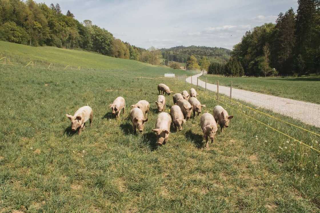 Cute names for pigs Cute names for pigs